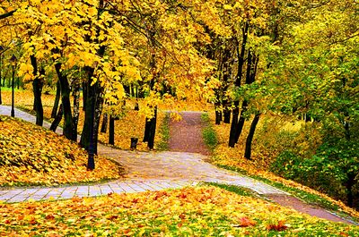 Autumn Park Download Jigsaw Puzzle