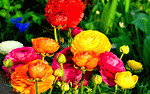 Flowers Download Jigsaw Puzzle