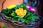 Flowers Download Jigsaw Puzzle