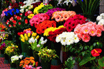 Flowers Download Jigsaw Puzzle