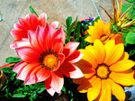 Flowers Download Jigsaw Puzzle