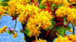 Flowers Download Jigsaw Puzzle