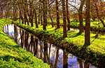 Trees Download Jigsaw Puzzle