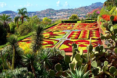 Cactus, Madeira Download Jigsaw Puzzle