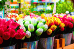 Flowers Download Jigsaw Puzzle