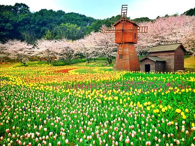 Flowers Download Jigsaw Puzzle