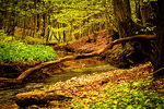 Forest Stream Download Jigsaw Puzzle