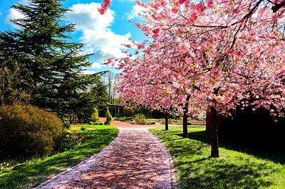 Park Path Download Jigsaw Puzzle