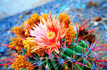 Flowers Download Jigsaw Puzzle