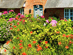 Flowers Download Jigsaw Puzzle