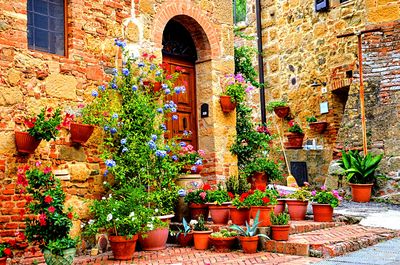 Flowers Download Jigsaw Puzzle