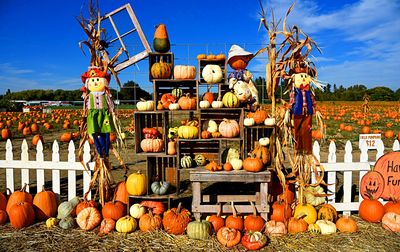 Halloween Pumpkins Download Jigsaw Puzzle