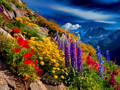 Flowers Download Jigsaw Puzzle