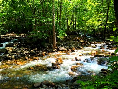 Mountain Stream Download Jigsaw Puzzle