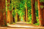 Tree-Lined Road Download Jigsaw Puzzle