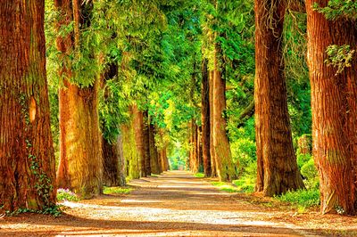 Tree-Lined Road Download Jigsaw Puzzle