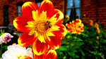 Flowers Download Jigsaw Puzzle