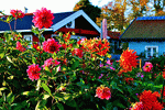 Flowers Download Jigsaw Puzzle