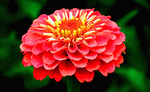 Flower Download Jigsaw Puzzle