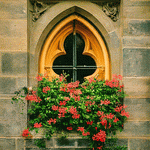 Flowers Download Jigsaw Puzzle