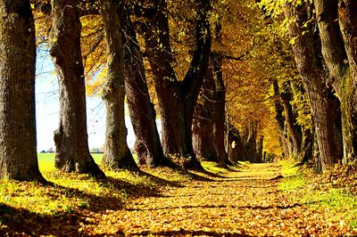 Trees Download Jigsaw Puzzle