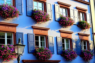 Flowers Download Jigsaw Puzzle