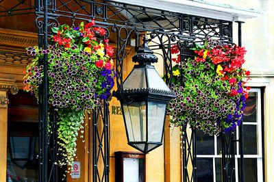 Flowers Download Jigsaw Puzzle