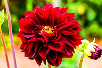 Flower Download Jigsaw Puzzle