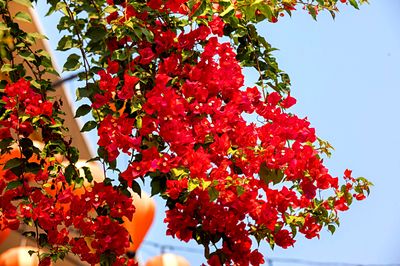 Flowers Download Jigsaw Puzzle