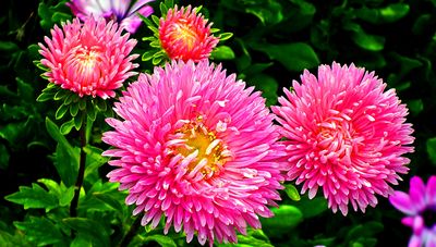 Flowers Download Jigsaw Puzzle