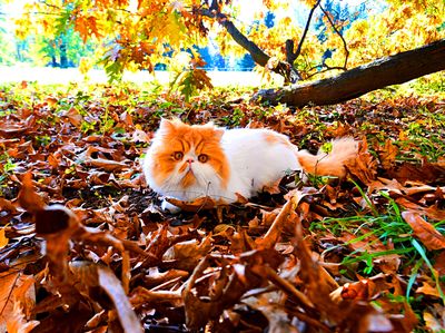 Cat Download Jigsaw Puzzle