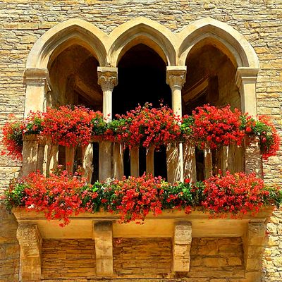 Flowers Download Jigsaw Puzzle