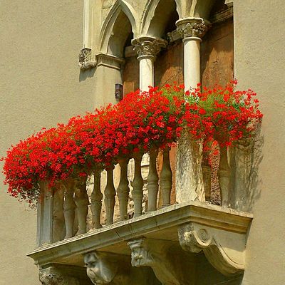 Flowers Download Jigsaw Puzzle