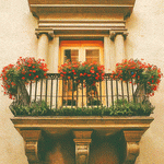 Flowers Download Jigsaw Puzzle