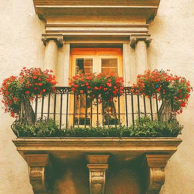 Flowers Download Jigsaw Puzzle