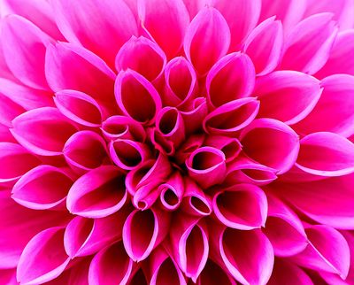 Flower Download Jigsaw Puzzle