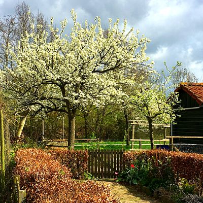 Tree Download Jigsaw Puzzle