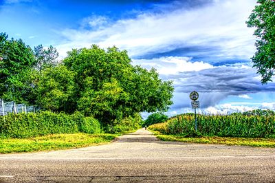 Tree Download Jigsaw Puzzle