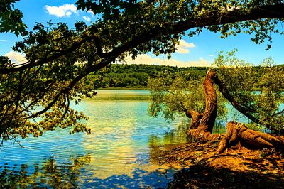 Trees Download Jigsaw Puzzle