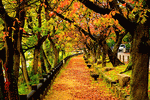 Tree-Lined Walk Download Jigsaw Puzzle
