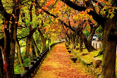 Tree-Lined Walk Download Jigsaw Puzzle