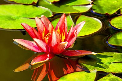 Flower Download Jigsaw Puzzle