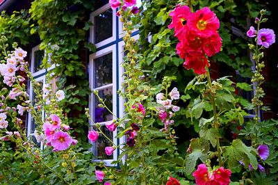 Flowers Download Jigsaw Puzzle