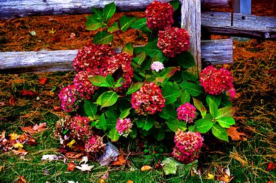 Flowers Download Jigsaw Puzzle