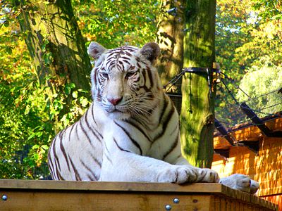 White Tiger Download Jigsaw Puzzle