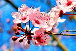 Flowers Download Jigsaw Puzzle
