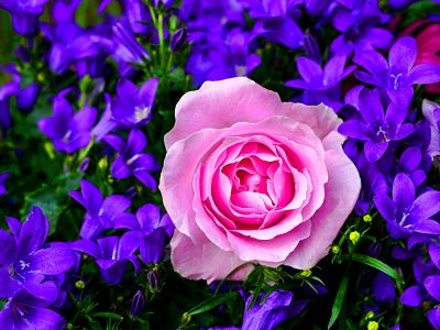 Flowers Download Jigsaw Puzzle