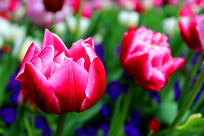 Flowers Download Jigsaw Puzzle