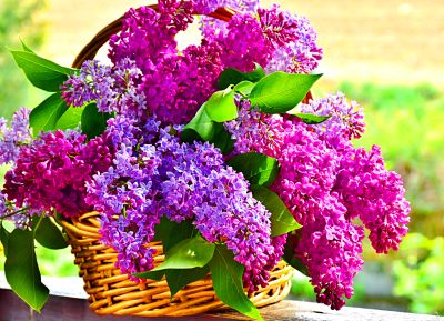 Lilacs Download Jigsaw Puzzle