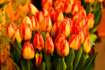 Flowers Download Jigsaw Puzzle